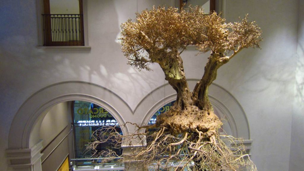 Wysuszone drzewo oliwne w knajpie w Mediolanie